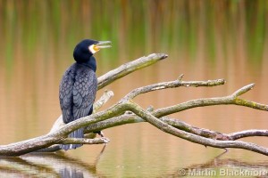 IMG_0675#1_filteredweb
