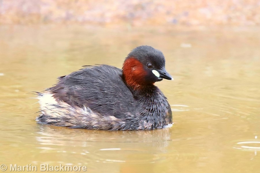 Little Grebe Hersey Nature Reserve Seaview Isle of Wight